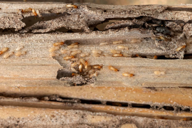 Best Affordable Pest Control Services  in Runnemede, NJ
